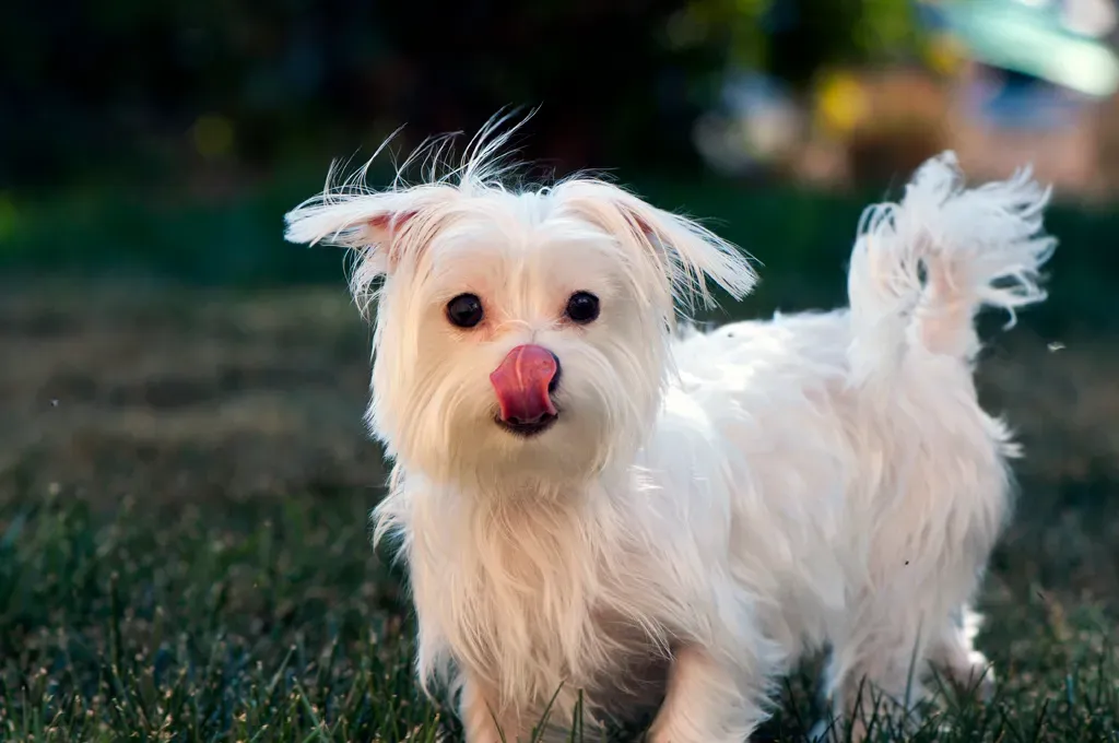 Nose Licking and Calming Yawns (Nikkorz, Flickr, CC BY 2.0)