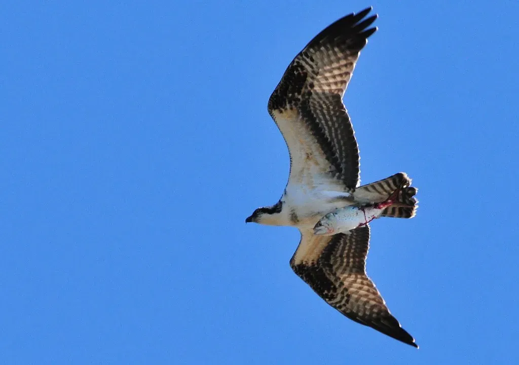2. Cape May, New Jersey, USA: The Classic American Raptor Funnel (knorris908, Flickr, CC BY 2.0)