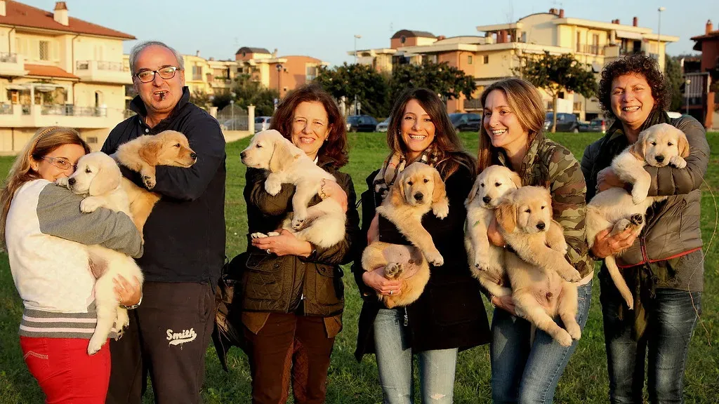 2. Golden Retriever (Franco Vannini, Flickr, CC BY 2.0)