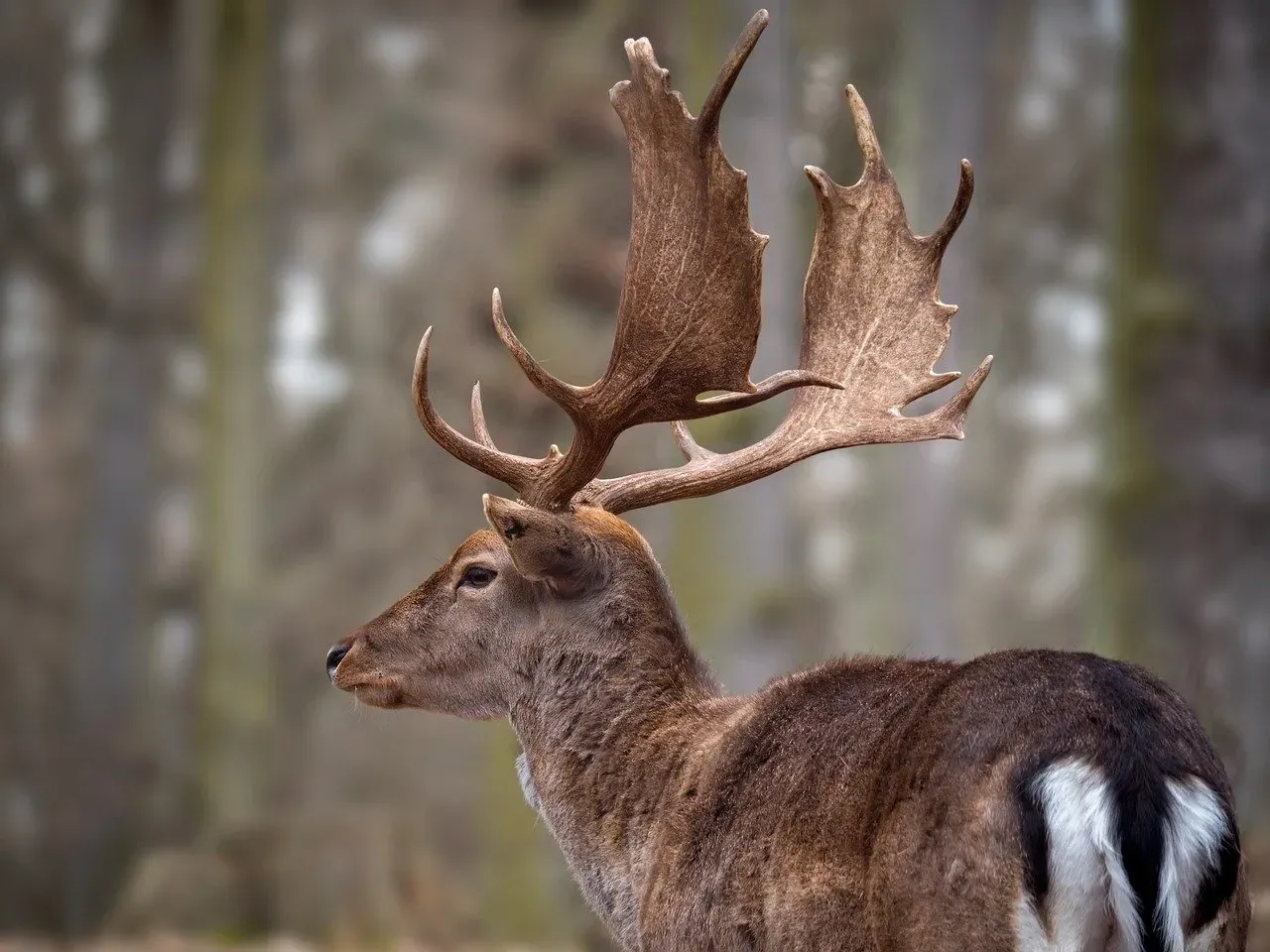 What These Animals Teach Us (Image Credits: Pixabay)