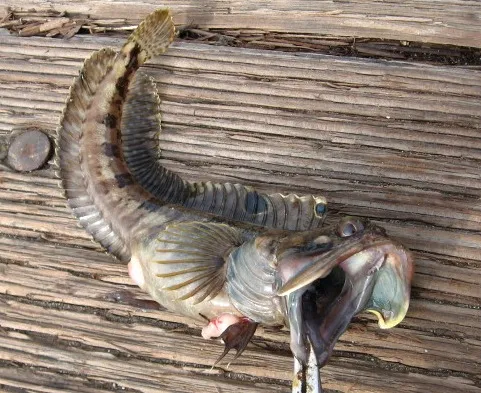 Ocean Behaviour Display 10 Facts About the Sarcastic Fringehead That Explain Why This Tiny ...