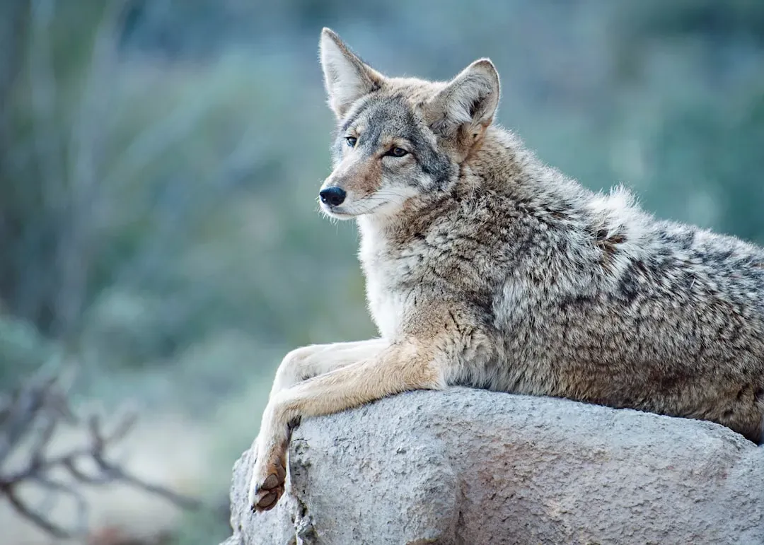 7. The Coyote: The Desert's Cunning and Underestimated Predator (Image Credits: Unsplash)