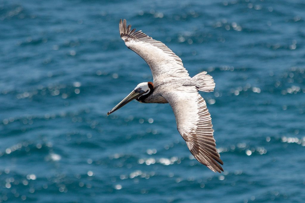 Pelican Island National Wildlife Refuge, Florida (Image Credits: Flickr)