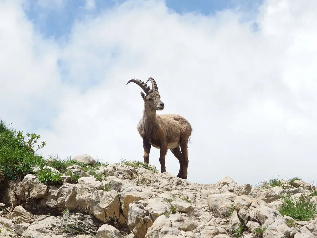 Capricorn: The Mountain Goat's Calculated Climb (Image Credits: Flickr)