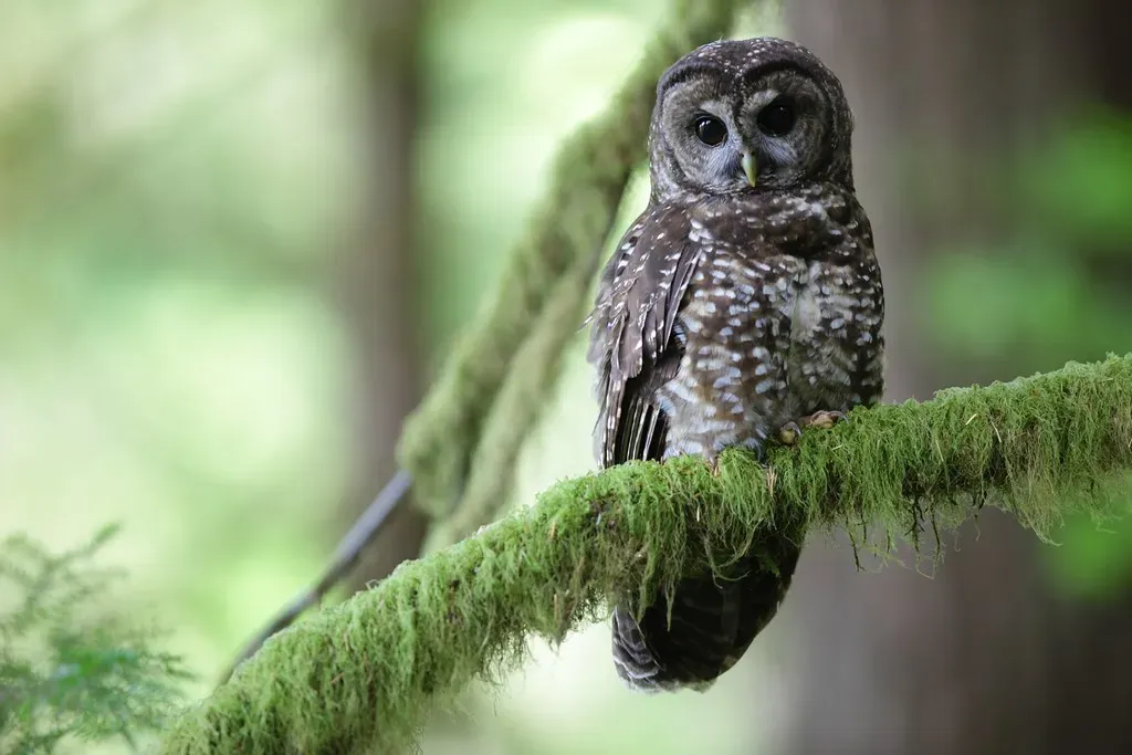 Northern Spotted Owl: The Old-Growth Guardian (Image Credits: Flickr)