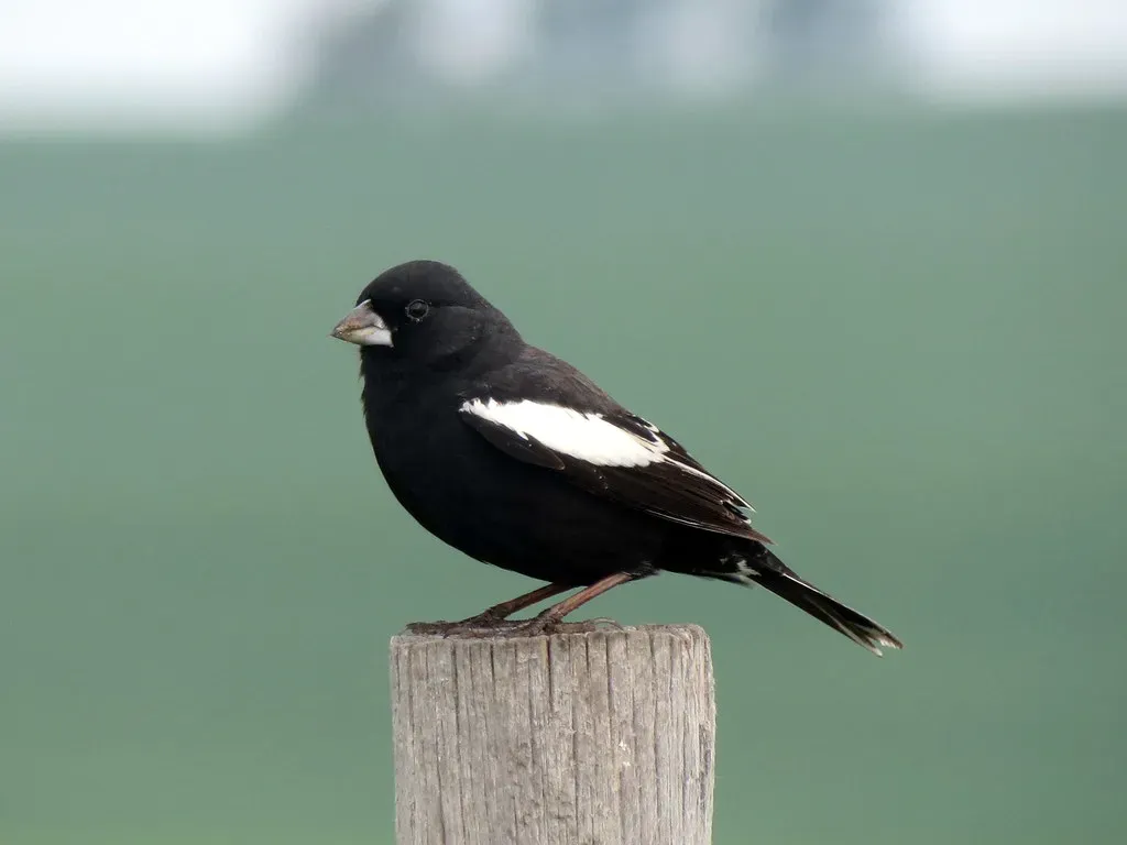 Lark Bunting: Colorado's Black-and-White Showman (nickavarvel, Flickr, CC BY 2.0)