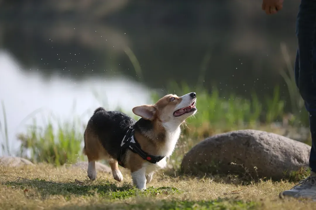 Beagle: The Nose That Knows Everything Except Potty Training (Image Credits: Unsplash)