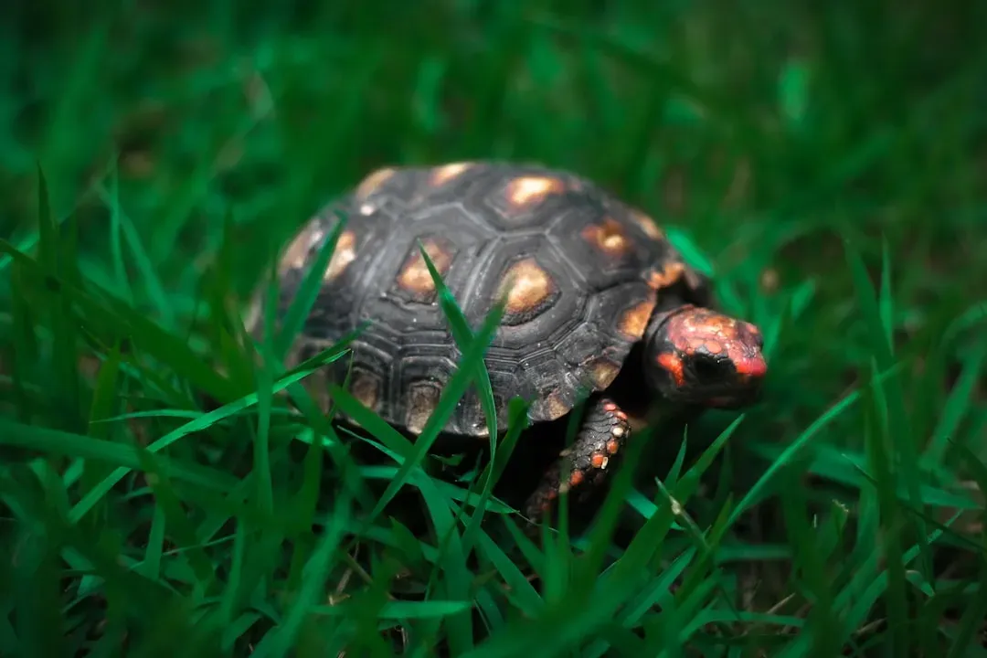 Capricorn: The Resilient Tortoise of Lasting Wealth (Image Credits: Unsplash)