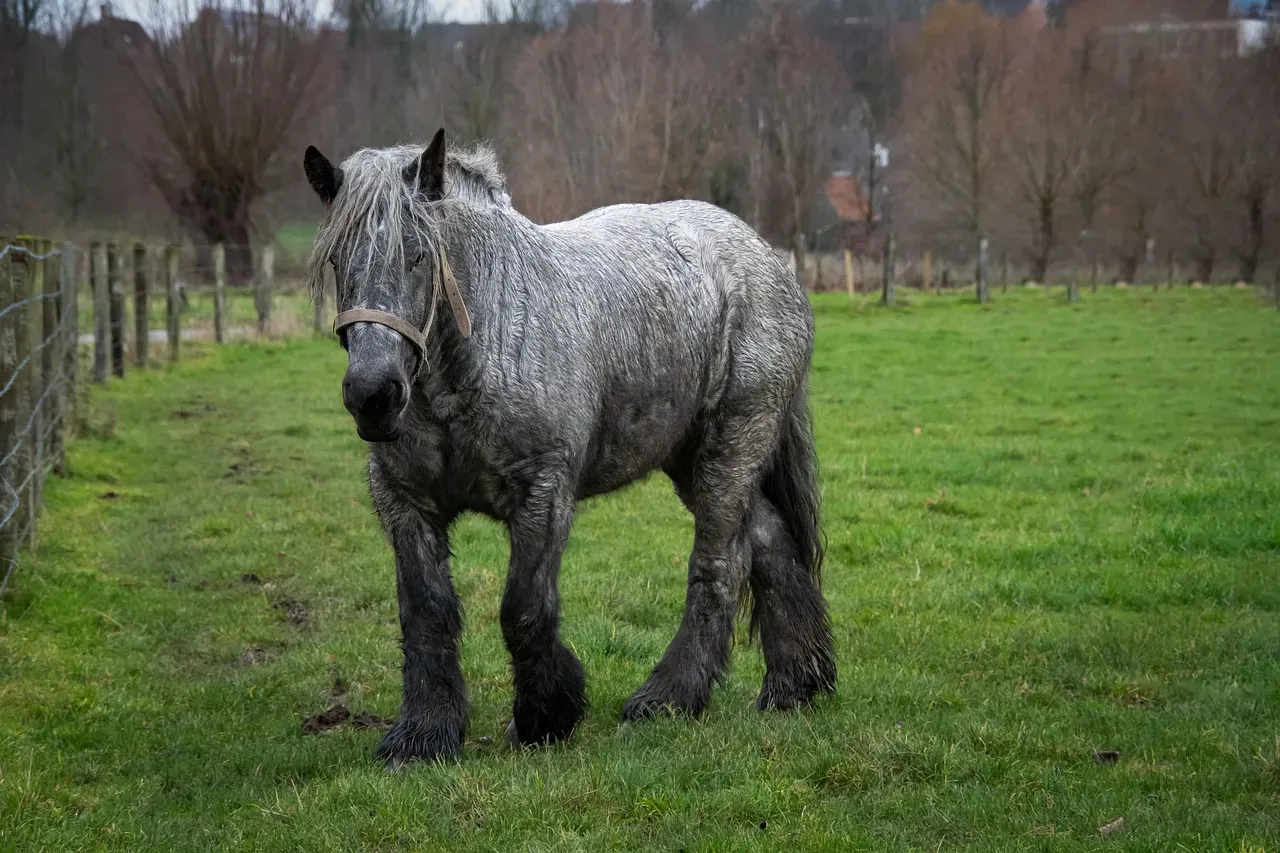 10. Belgian Draft &ndash; Gentle Giants With Extraordinary Power (Image Credits: Pixabay)