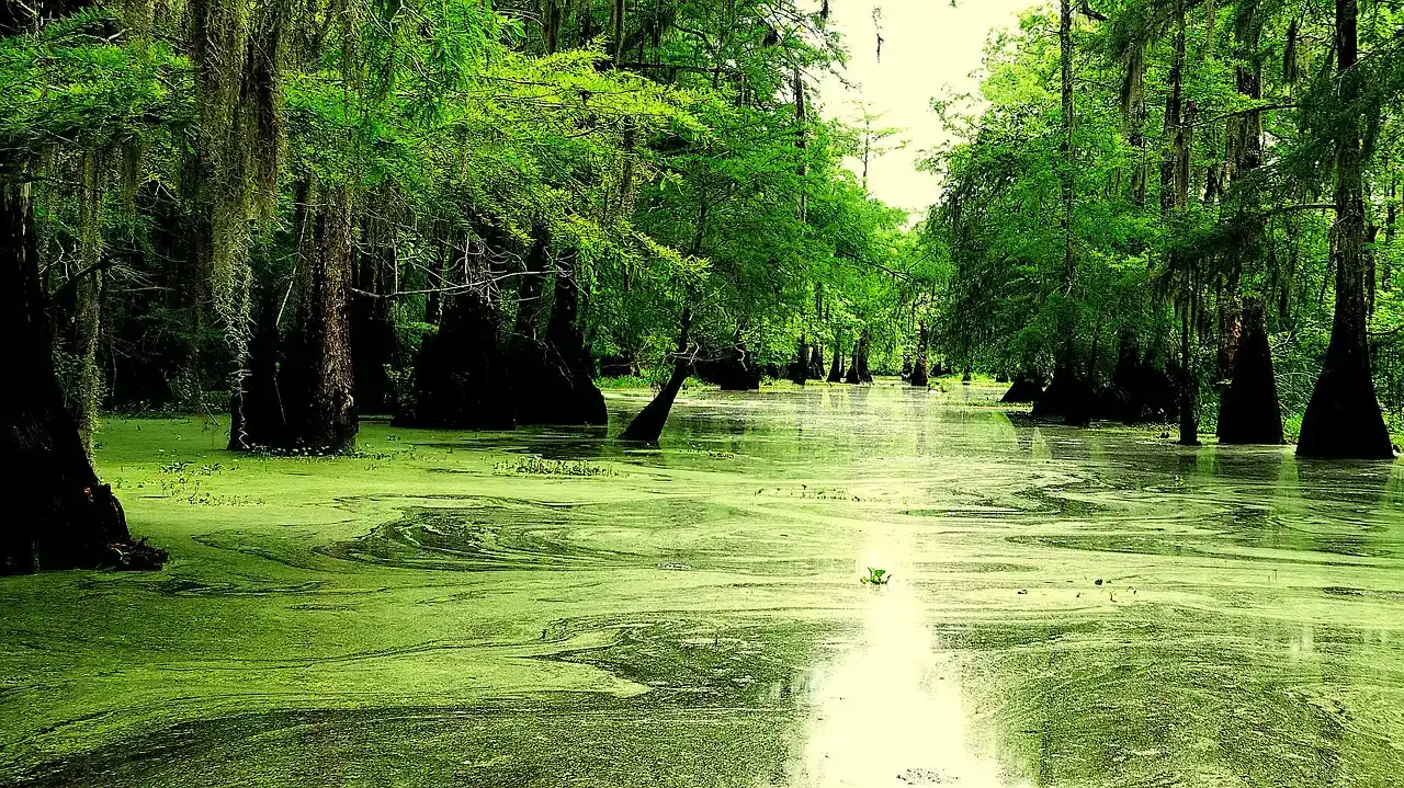 7. Louisiana (Image Credits: Pixabay)