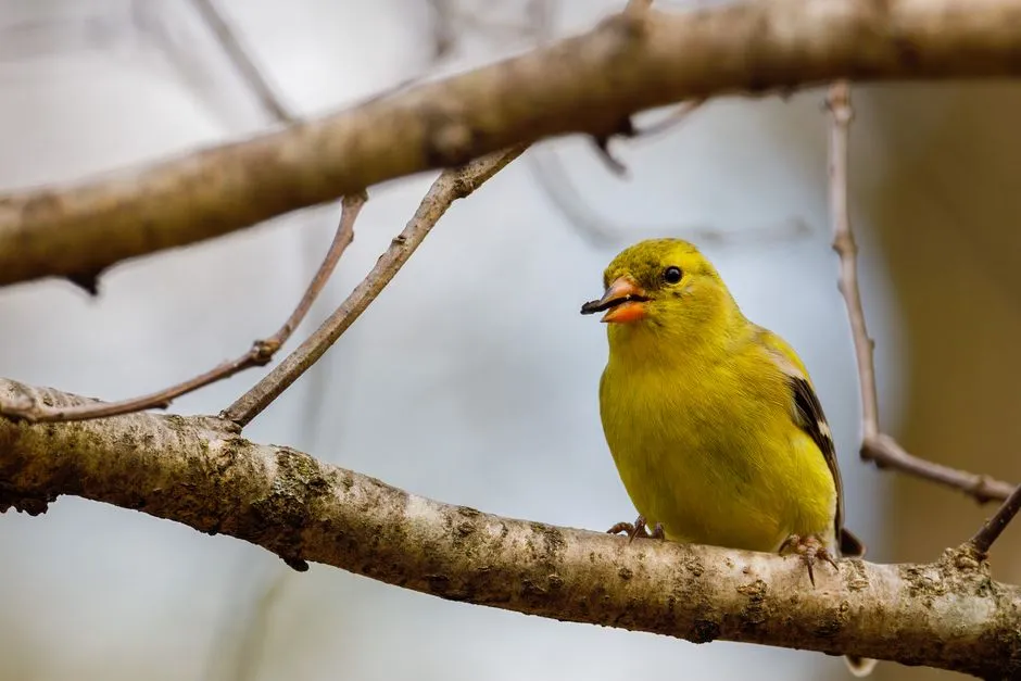 #4 - American Goldfinch: The Summer Staple Losing Its Grip (Image Credits: Pexels)