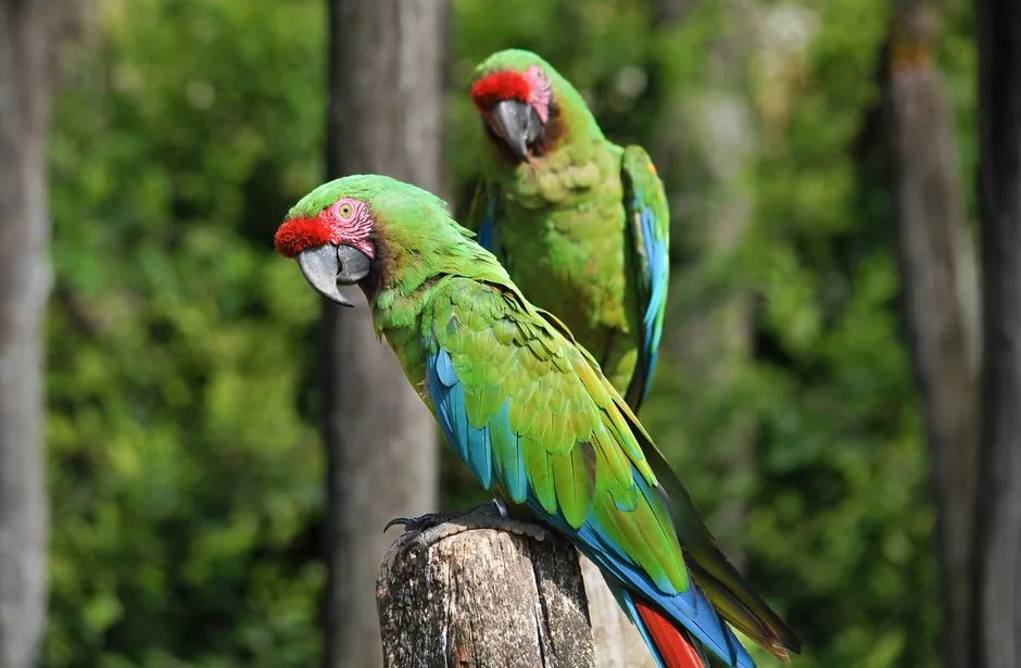 #10 - Green-Winged Macaws: Grieving in Silence (Image Credits: Pexels)