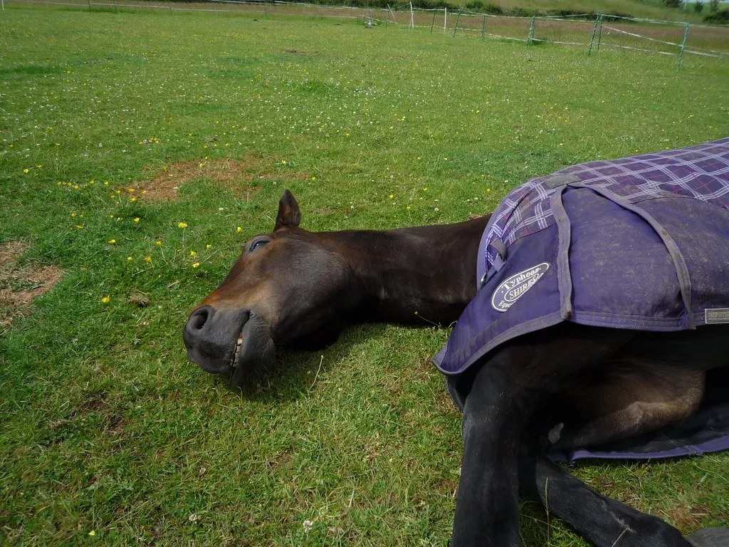 11. The Horse That Sleeps Less, Not More (markpeate, Flickr, CC BY-SA 2.0)