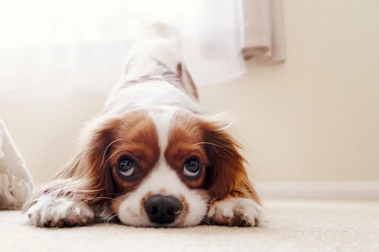 #19 - Cavalier King Charles Spaniel: Gentle, Affectionate, and Made for Laps (Image Credits: Pixabay)