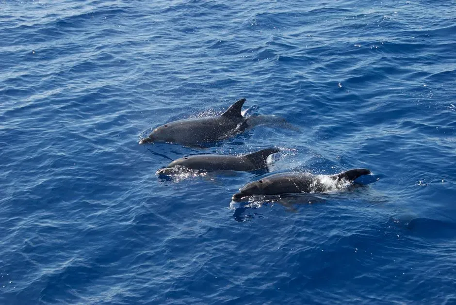 Sound Production in Deep-Diving Species (Image Credits: Pexels)