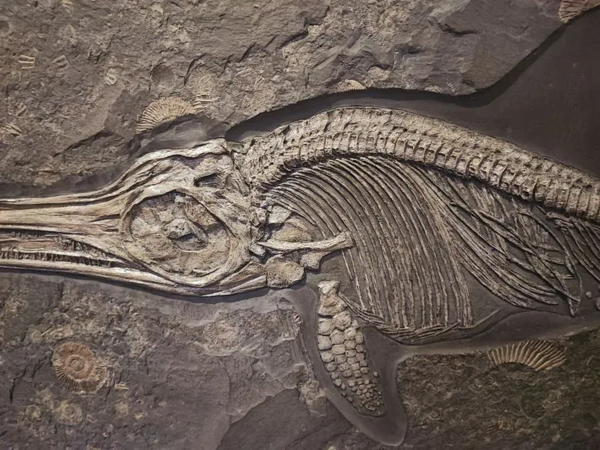 Ichthyosaurus (Image Credits: Pexels)