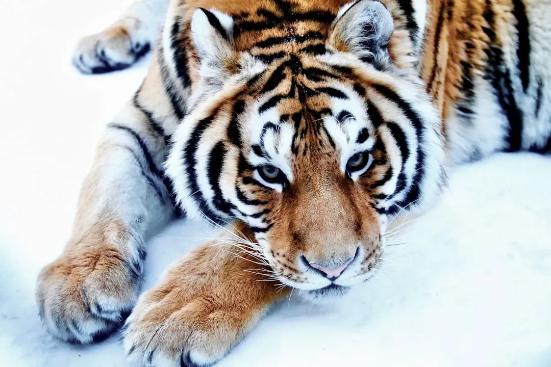 Introduction (Image Credits: Unsplash)