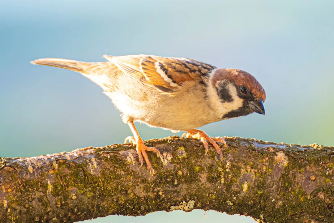 #10 - Song Sparrow: The Background Music Fading Out (Image Credits: Unsplash)