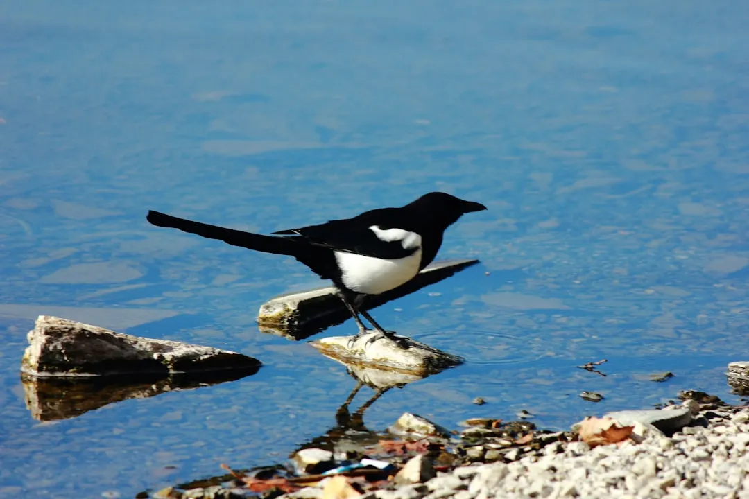 Magpies: Feathered Minds (Image Credits: Unsplash)