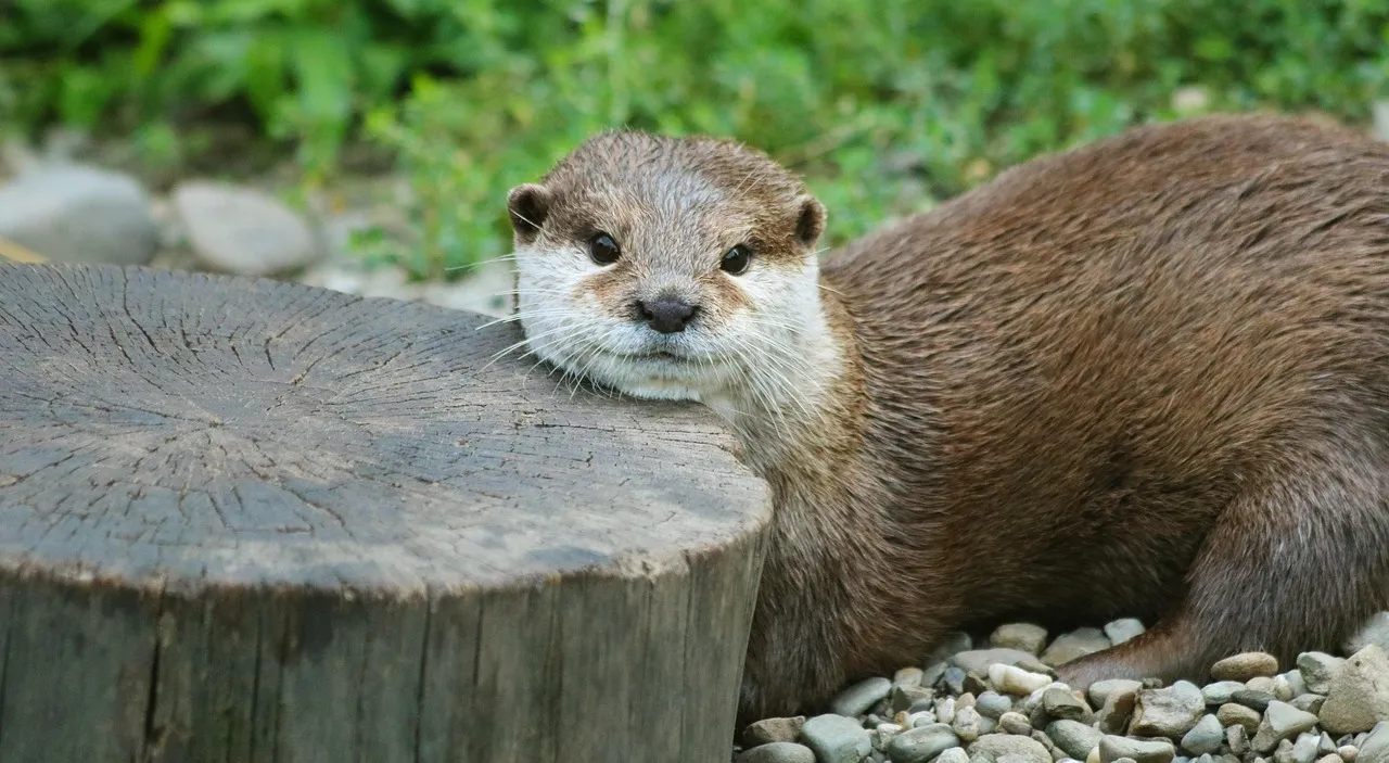 Conclusion: Playful Otters, Serious Lessons (Image Credits: Pixabay)
