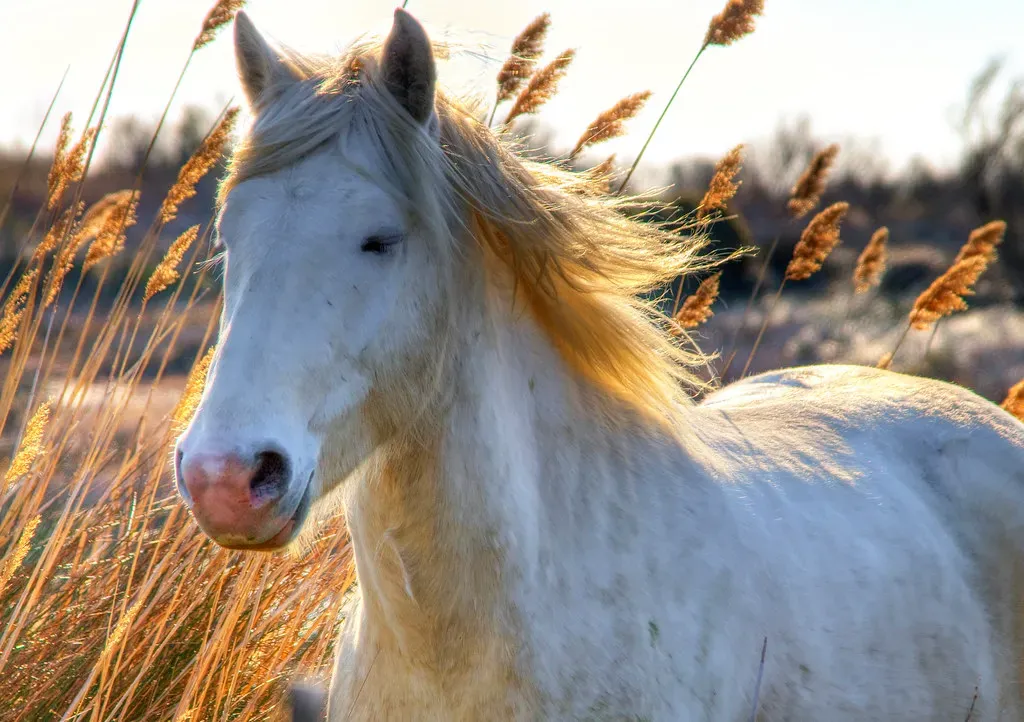#16 - Horses (Wolfgang Staudt, Flickr, CC BY 2.0)