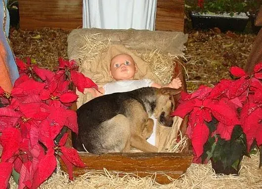 Dogs as Symbols of Loyalty in Italian Nativity Scenes (Image Credits: Flickr)
