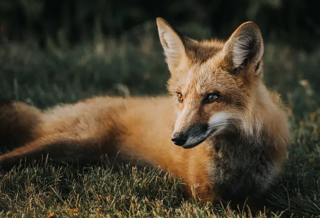 #6. Virgo (August 23 &ndash; September 22): The Fox (Image Credits: Unsplash)