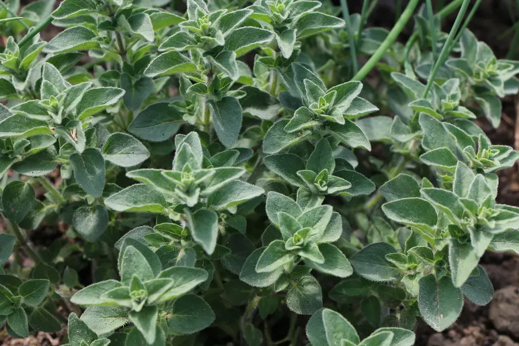 #10 - Oregano: The Mediterranean Secret Mosquitoes Genuinely Hate (rplessl, Flickr, CC BY 2.0)