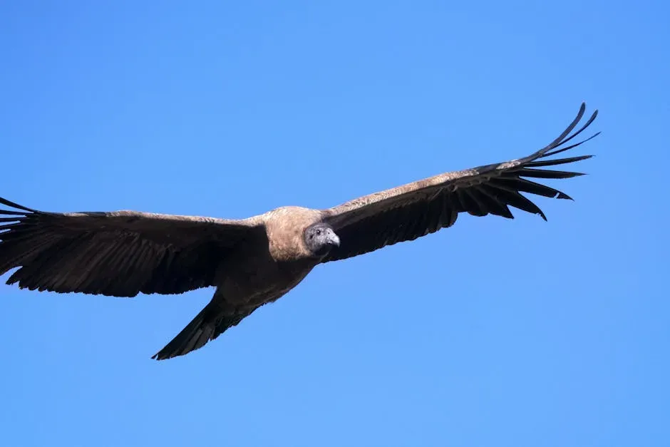 Capricorn (December 22 &ndash; January 19): The Andean Condor (Image Credits: Pexels)