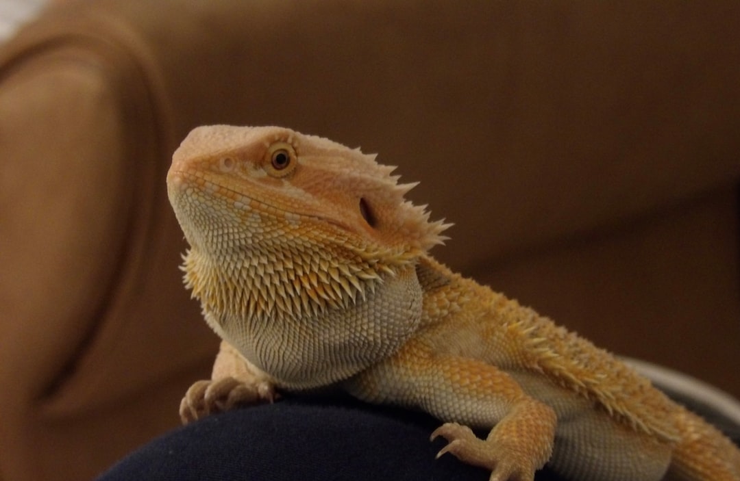 Leo - The Confident Bearded Dragon (Image Credits: Unsplash)