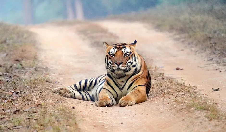 Their Scent-Marking System Replaces Social Contact (Image Credits: Pexels)