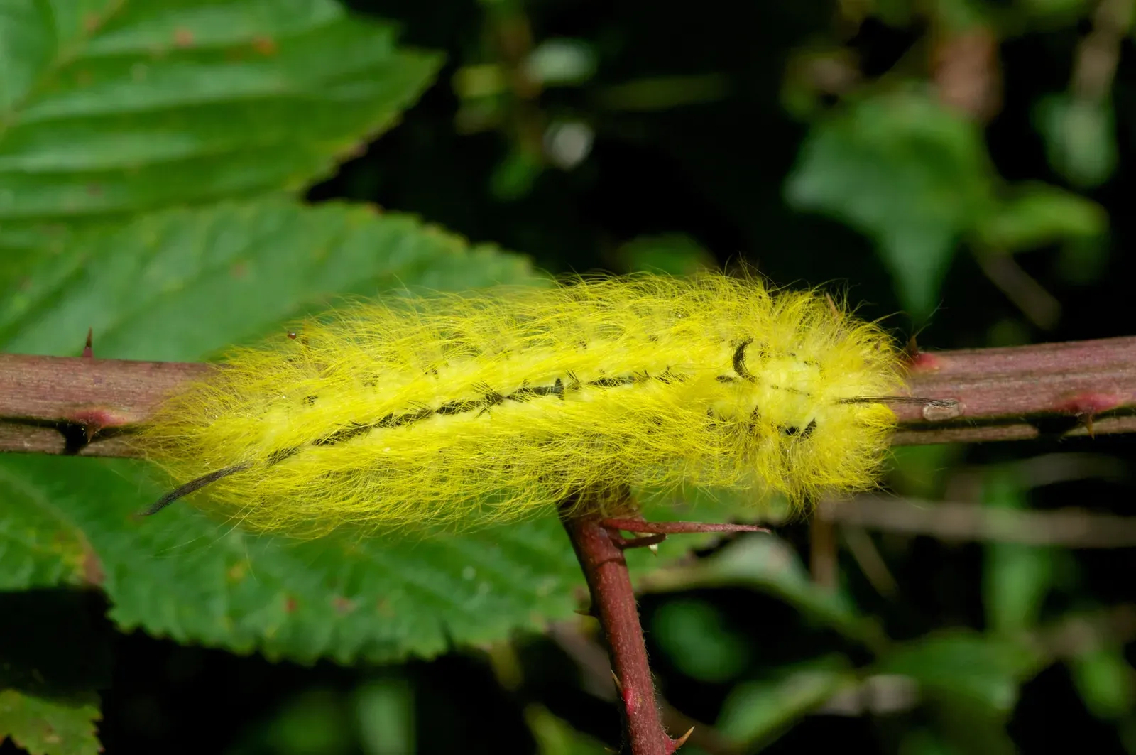 Spotted Apatelodes Caterpillar (Image Credits: Wikimedia)
