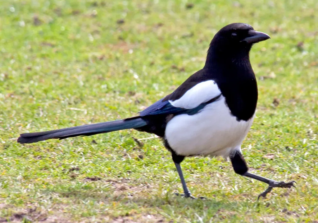 4. The Magpie Counting Rhyme - One for Sorrow, Two for Joy (ahisgett, Flickr, CC BY 2.0)