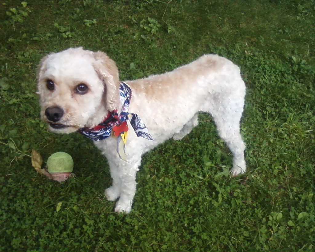 Cockapoos: The Velcro Dogs of the Designer World (Image Credits: Flickr)