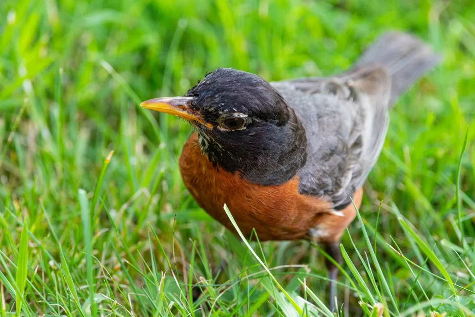 Reason 4: Your Lawn&rsquo;s Microclimate Makes Spring Life Easier (Image Credits: Pexels)