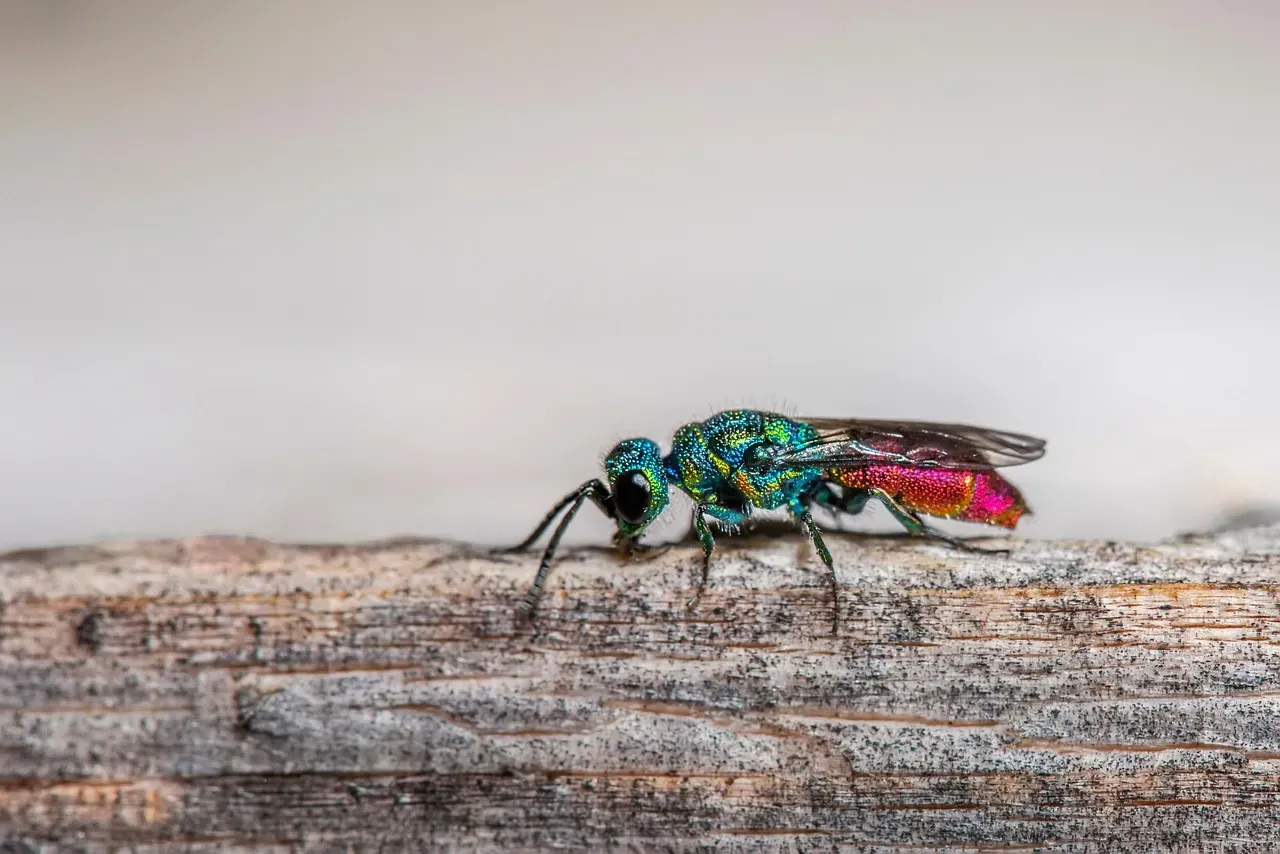 6. Parasitic Wasps: The Stealthy Pest Terminators (Image Credits: Pixabay)