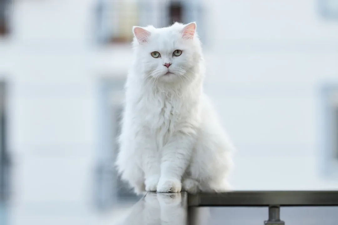 #14 - Deaf White Cats: Perfectly Adorable, Automatically Rejected (Image Credits: Unsplash)