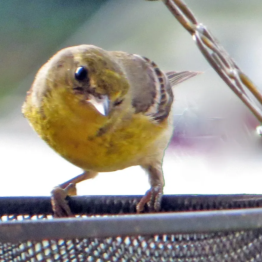 #11. They Are the State Bird of Three U.S. States - Under Three Different Names (611catbirds, too, Flickr, CC BY 2.0)