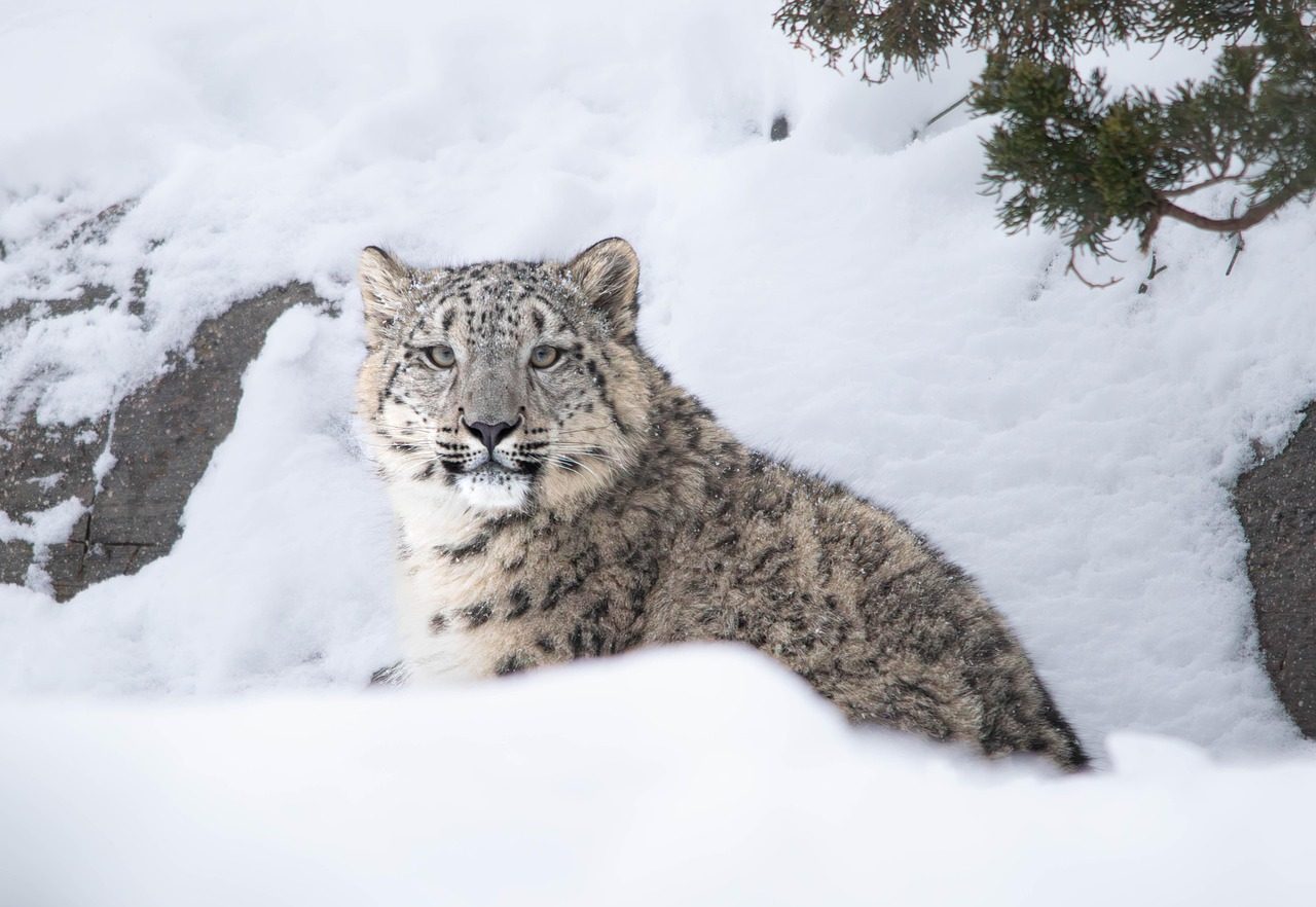 The Snow Leopard: Ghost of the Mountains (Image Credits: Pixabay)