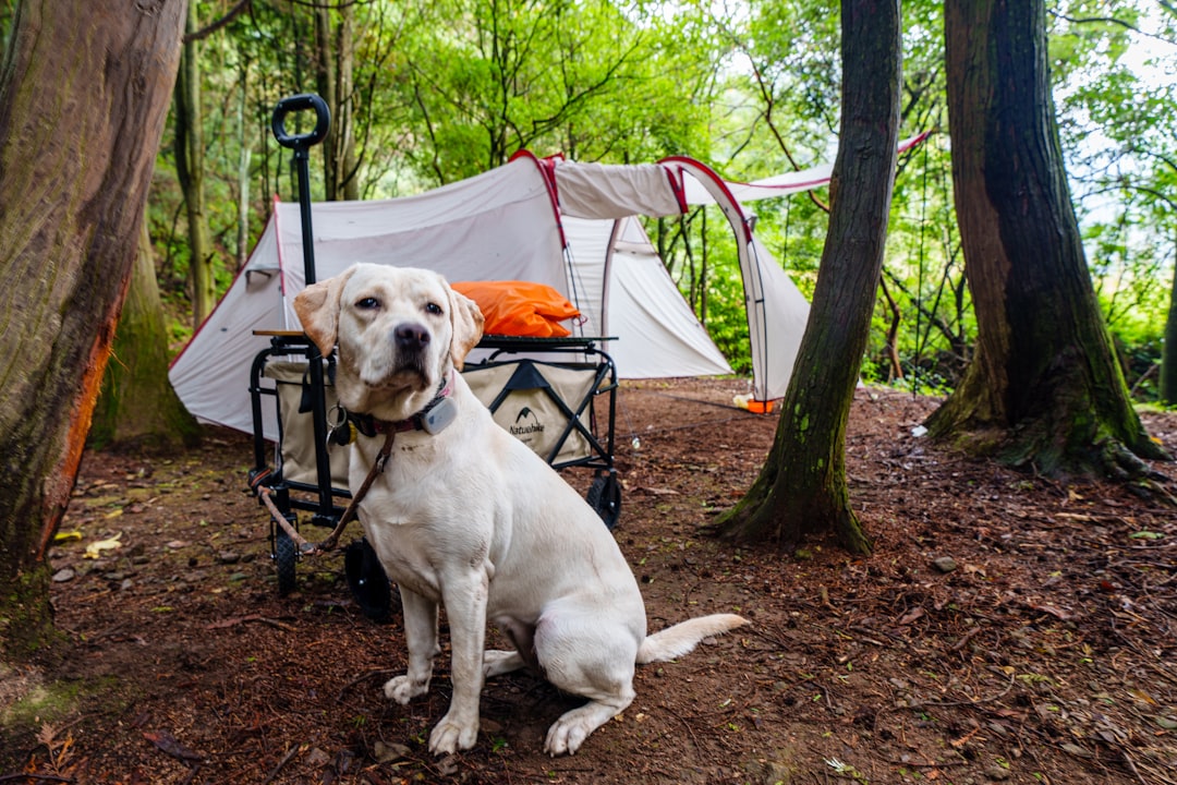 Bringing Your Dog Without Proper Precautions (Image Credits: Unsplash)