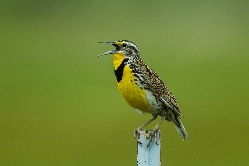Western Meadowlark: Oregon's Flute-Voiced Beauty (fveronesi1, Flickr, CC BY-SA 2.0)