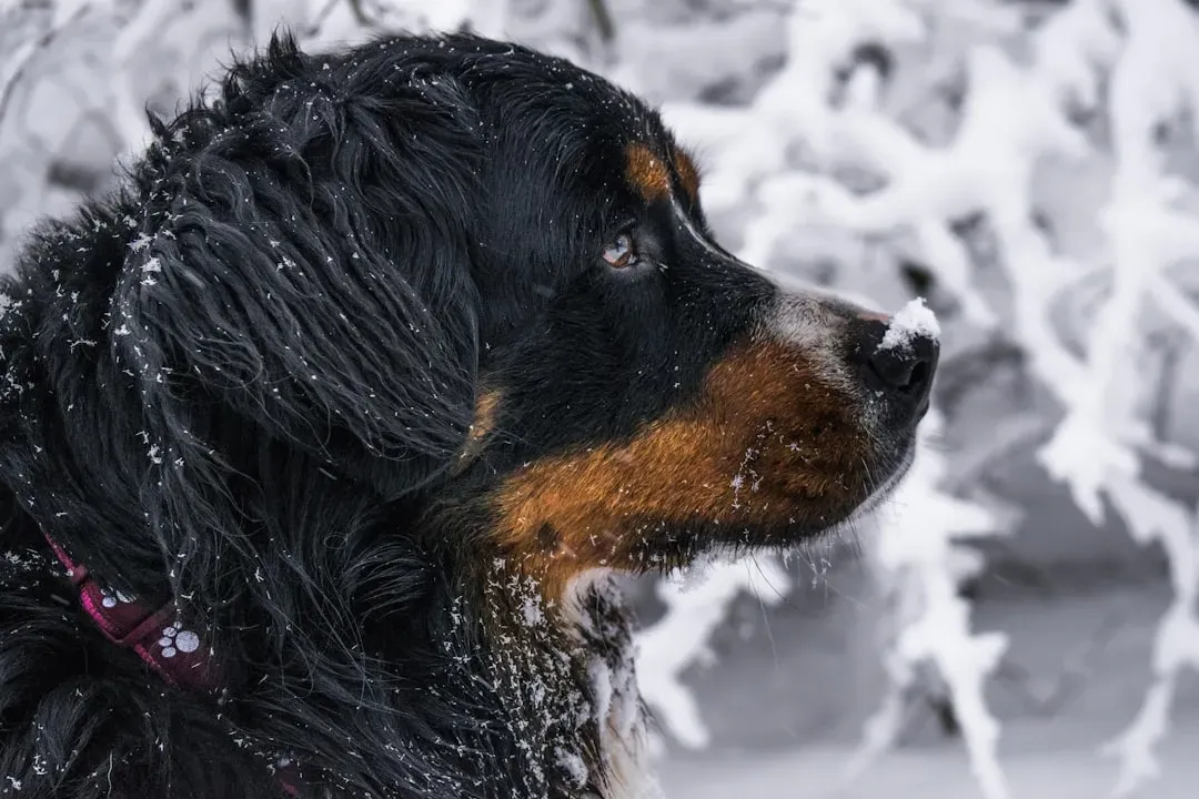 The Bernese Mountain Dog: Gentle Giants of the Swiss Alps (Image Credits: Unsplash)