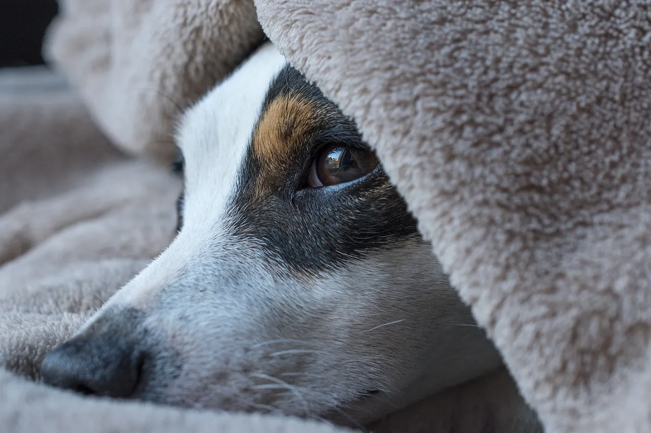 #2 - Their "Goodnight" Routine Gets Weirdly Specific (Image Credits: Pixabay)