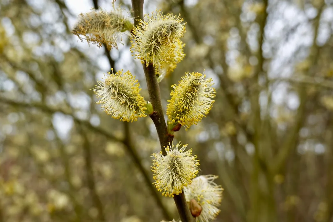 3. Native Willows (Salix species): Early-Season Lifelines (Image Credits: Unsplash)