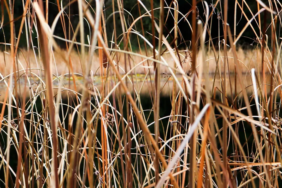 8. The Mid-Atlantic and Chesapeake Bay: Wetlands Choking Under Invasive Reeds (Image Credits: Unsplash)