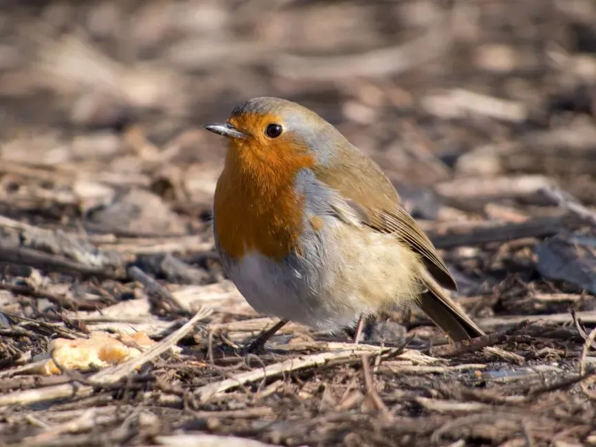 Feeding on Ground-Dwelling Insects (Image Credits: Pexels)