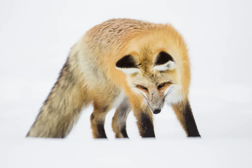 Foxes: Using Magnetic Fields Like a Precision Rangefinder (Image Credits: Flickr)