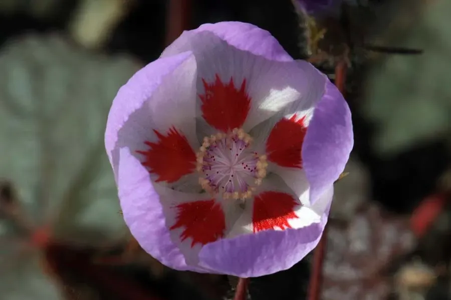 #5. The Desert Five-Spot (Eremalche rotundifolia) (By National Park Service, Public domain)