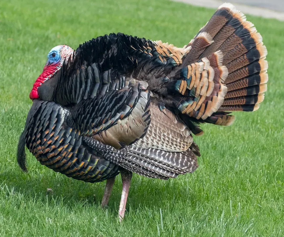 Sagittarius: The Wild Turkey (Image Credits: Unsplash)