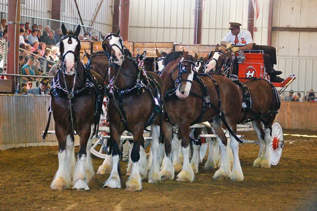 #5 – Clydesdale Horses (Rich Moffitt, Flickr, CC BY 2.0)